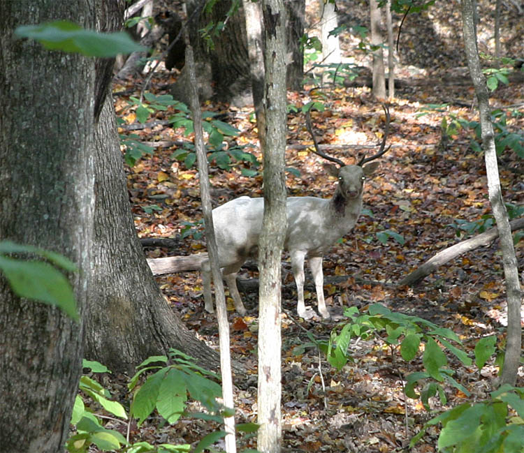 Fallow Deer Hunt