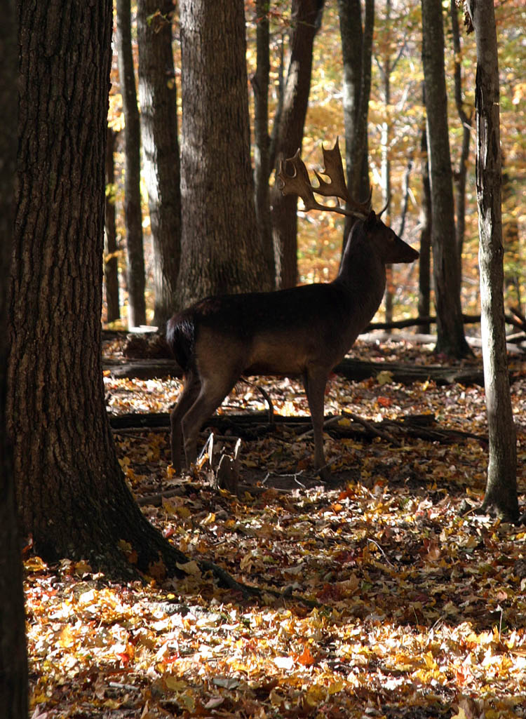 Fallow Deer Hunting