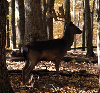 Chacolate Fallow Deer