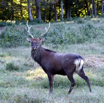 Sika Deer